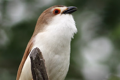 Yellow-eyed Babbler