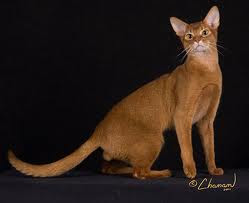 Red Abyssinian Cat - Sorrel - Cinnamon