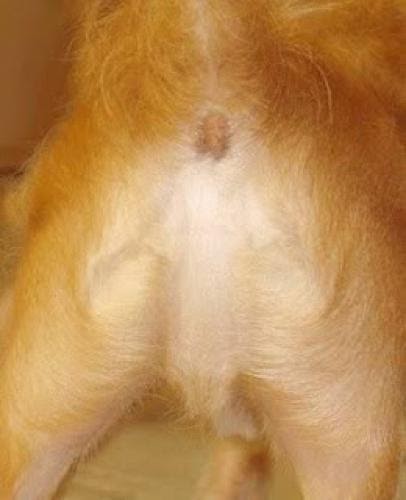 The Messiah