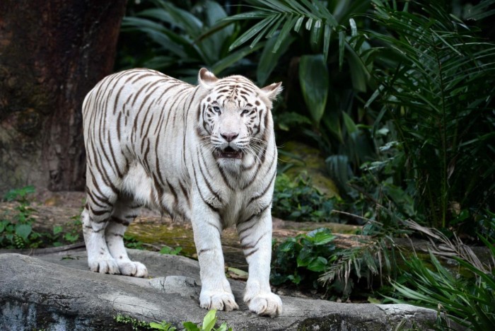 Gambar Harimau Putih Terbaru