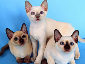 Characteristics and History  of Siamese Cat SpecificsSiamese Cat 