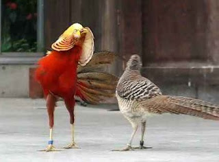 Ayam Golden Pheasant Jantan dan Betina