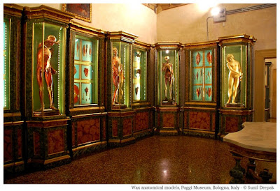 Wax anatomical models of Enrico Lelli at Palazzo Poggi of Bologna, Italy - Image by Sunil Deepak