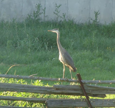 Great Blue Heron