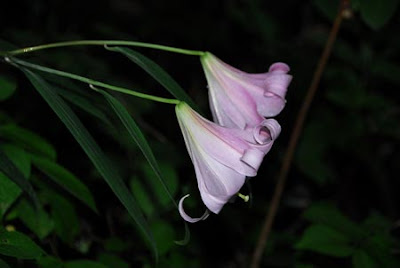 Лилия японская (Lilium japonicum)