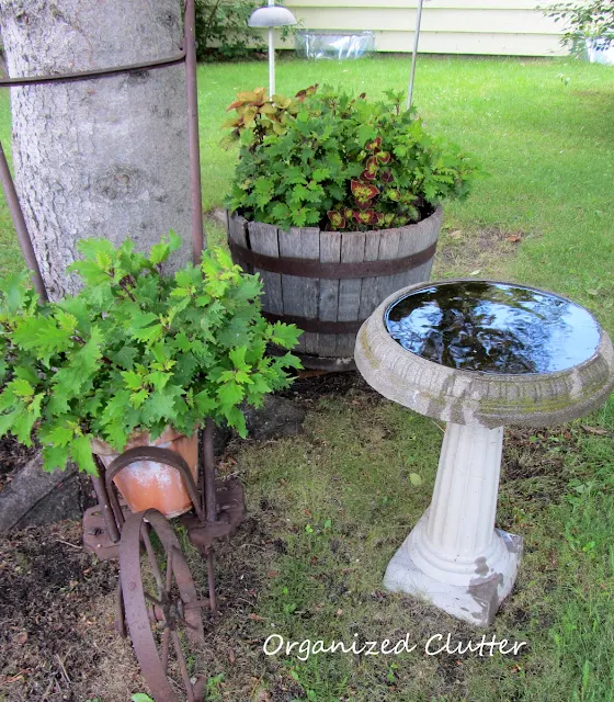 Coleus in old cultivator