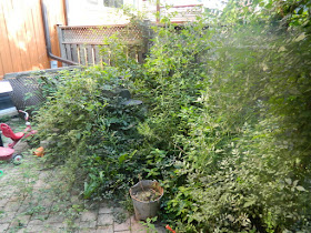 Toronto Playter Estates late summer garden clean up before by Paul Jung Gardening Services