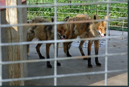 coyote