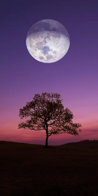 Lonely tree, sunset, moon  iphone and desktop wallpaper.