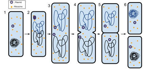 La bipartición. A pesar de sus similitudes, la fisión binaria es un proceso diferente de la mitosis, pues al no haber cromosomas, el proceso involucra pasos diferentes, y es mucho más rápida.