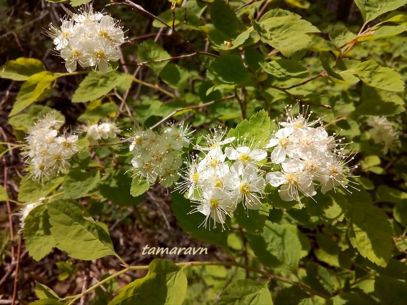 Спирея уссурийская / Таволга уссурийская (Spiraea ussuriensis)