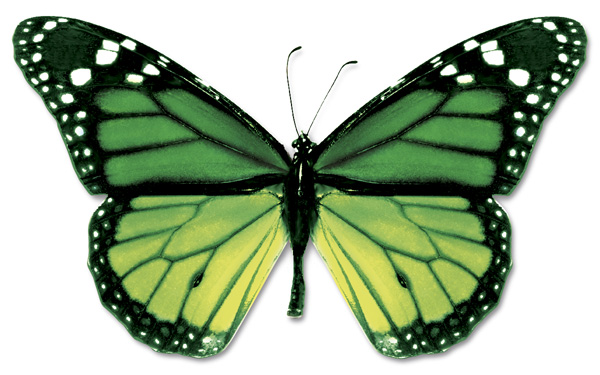 green butterfly Due to their small size and colourful wings butterflies are