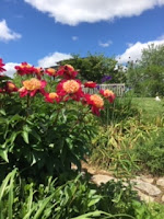 Cox Arboretum, Dayton Metro Park.  Red Blooms.