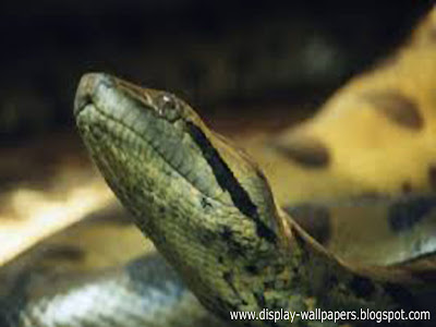 Great Anaconda Snake Wallpapers