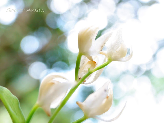 Cephalanthera erecta