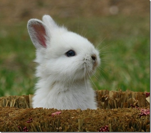 Wildlifephotographycuteanimal_thumb1