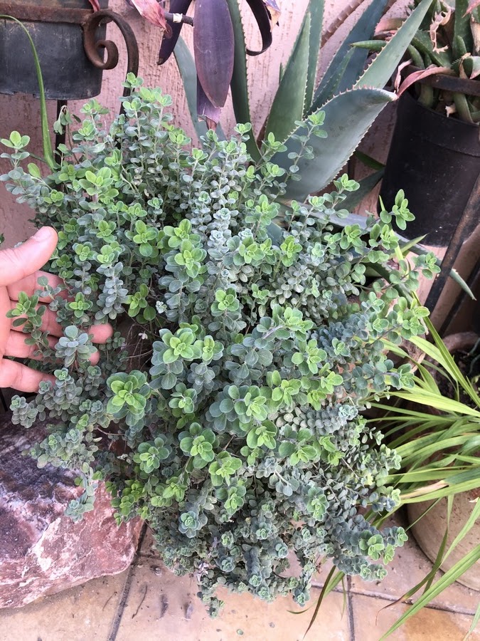 Dive into the world of Oregano cultivation in Containers. In this informative video, we'll take you on a journey from planting to harvest, exploring the art of container gardening for this aromatic herb.