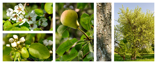 Груша среднеазиатская (Pyrus asiae-mediae)