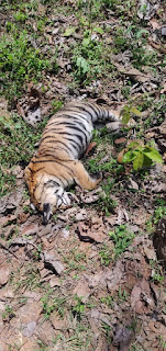 बफर परिक्षेत्र में मृत पाये गए मादा बाघ शावक का शव परीक्षण उपरांत दाह संस्कार किया गया