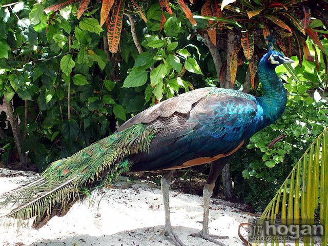 Photo of Malaysian Peacock