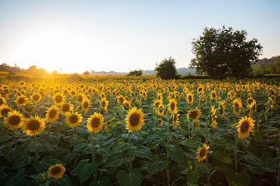 Sunflowers' growth