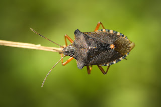 Para ampliar Pentatoma rufipes (Linnaeus, 1758) Chinche de bosque hacer clic