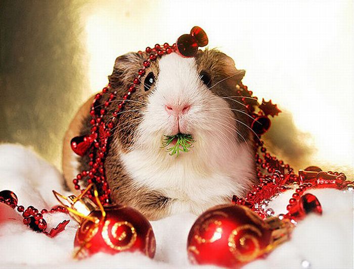 Christmas Animal