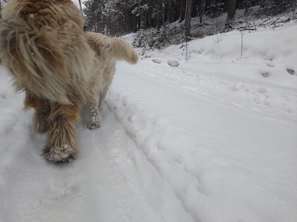 leonberger hvit gjeter hund golden retriever