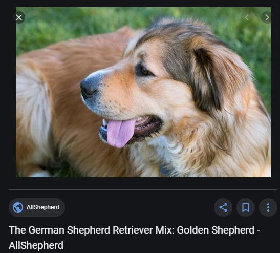 The Golden Shepherd