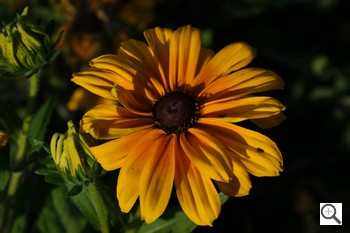 Sony Alpha DSLR-A350