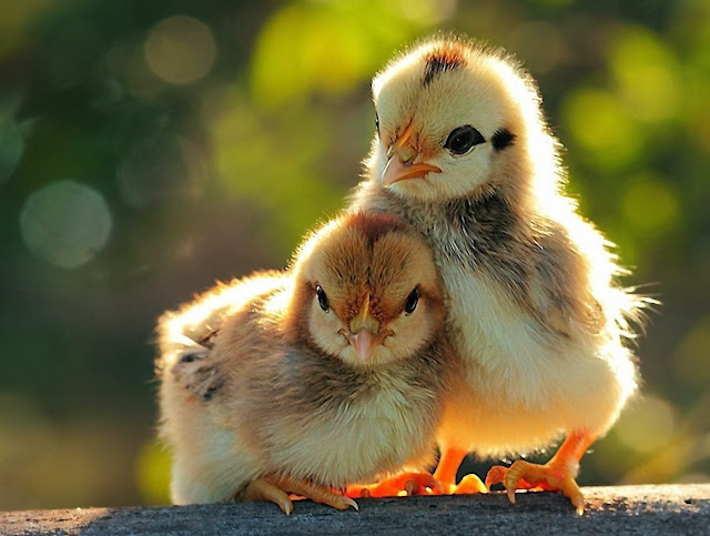 Cute Baby Chick Wallpapers Free Download