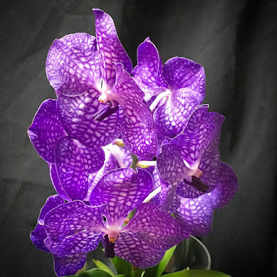 Purple Moth Orchid flower