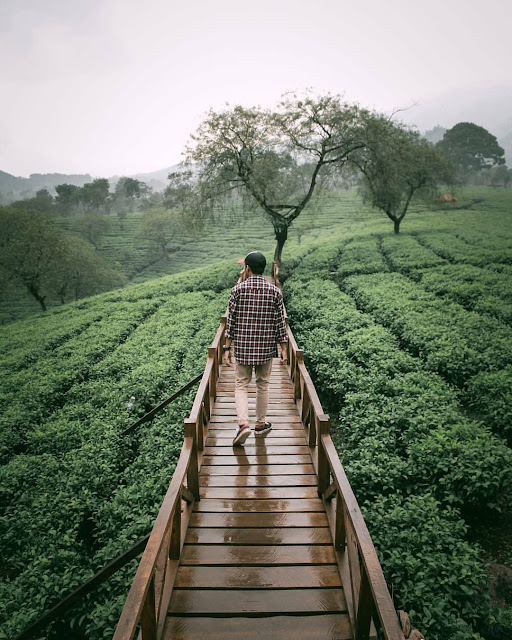 Kebun Teh Wonosari Malang