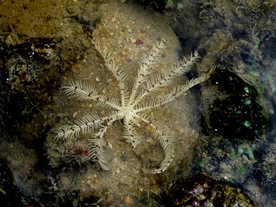 feather star