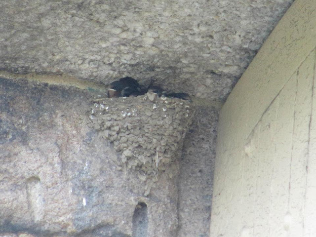 barn swallow, barn swallow nest, barn swallow nesting