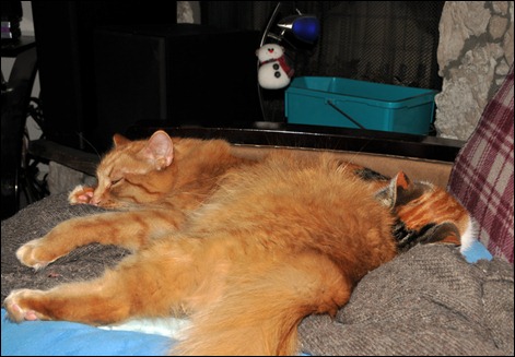 11Aug21cats