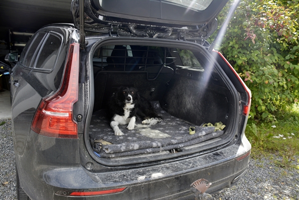 border collie sopptur