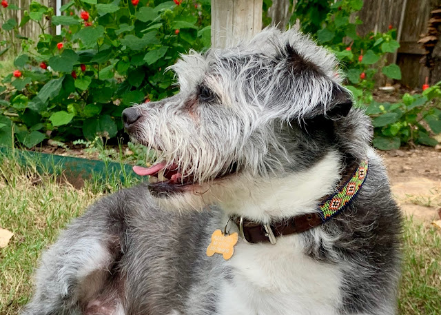 A grey and white terrier mix dog sitting in the grass