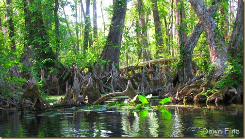 Silver Springs State Park_023