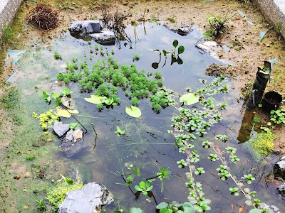 最高のコレクション 水草 池 157304-水草 池 種類