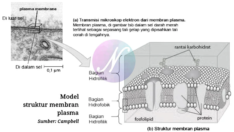 Membran Plasma