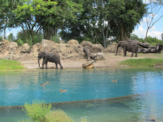 Disney Animal Kingdom Kilimanjaros Safari