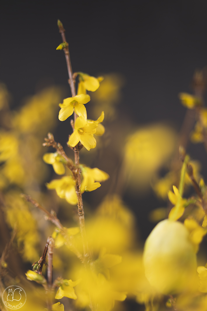 Oravanpesä onenpensas Forsythia pääsiäiskoriste munakoriste höyhenkoriste