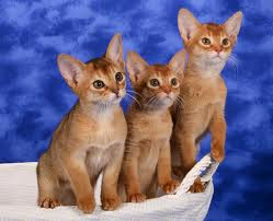 Abyssinian Kittens