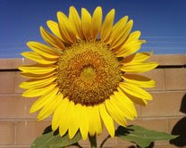 Help our Bee friends out!  Plant sunflowers and other native flowers! Feed the Bees!