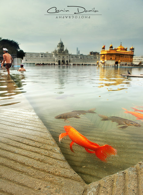 golden temple amritsar punjab. Golden Temple - Amritsar