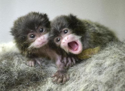 Pictures Baby Monkeys on Monkey Pictures   Picture Gallery