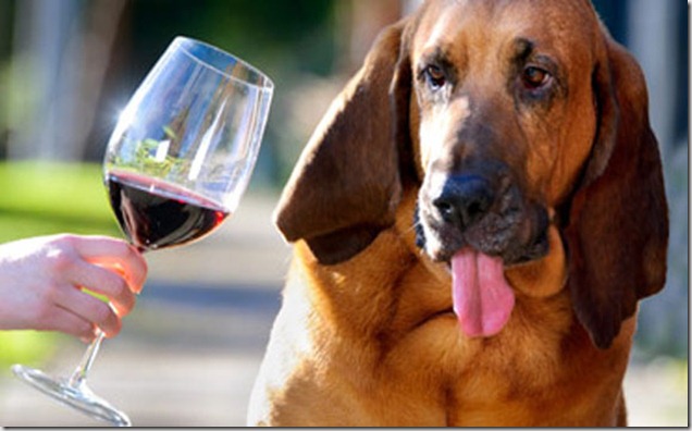 vinho
