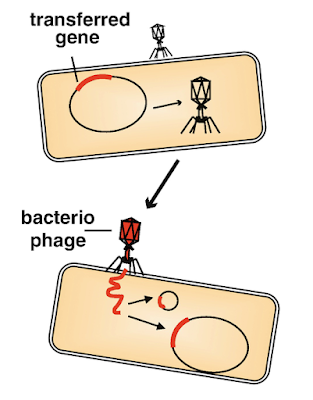 Diagram of transduction