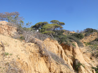 Safari-Photo falaises d'Albufeira